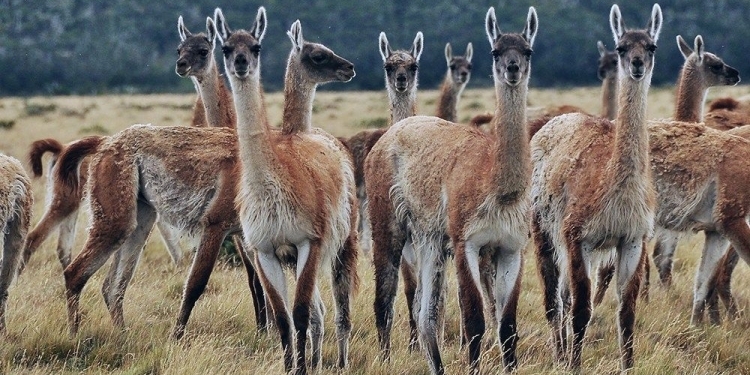 guanacos-2-750x375