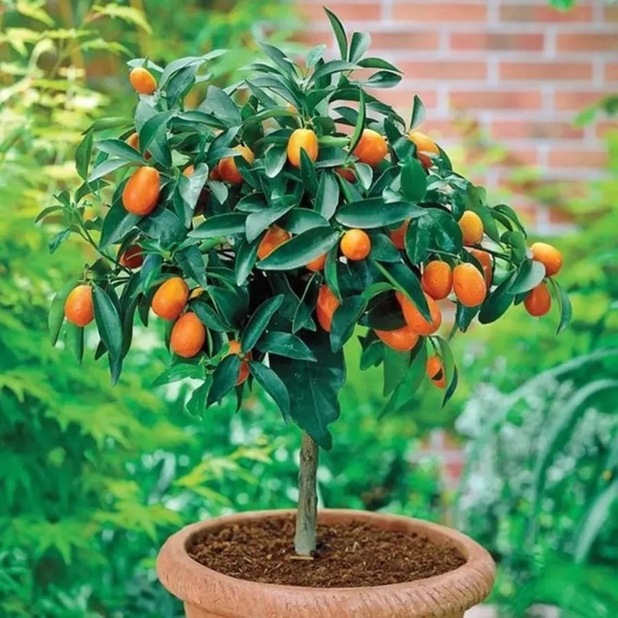 Frutas 3