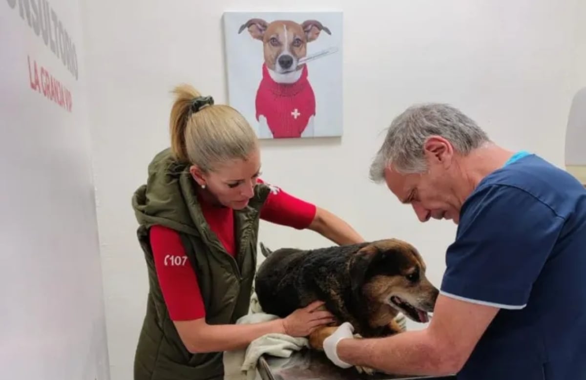 Luciana Ortiz Luna y el veterinario atienden a la perra Moni Fuente (Noticias NQN)