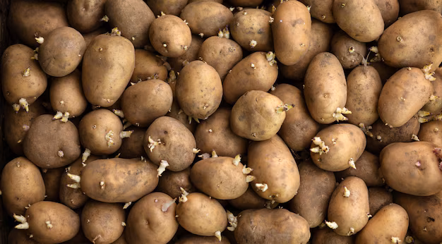 monton-patatas-brotes-concepto-patata-huerta-agricultura-agricultura_642843-18