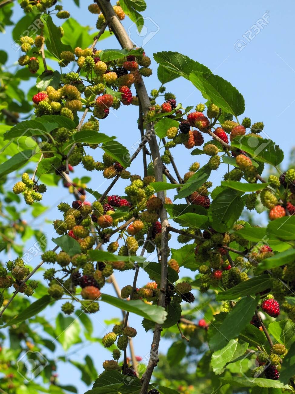 148764531-ripe-and-raw-mulberry-hanging-on-tree-on-blue-sky-background-mulberries-fruit-on-the-branch-of