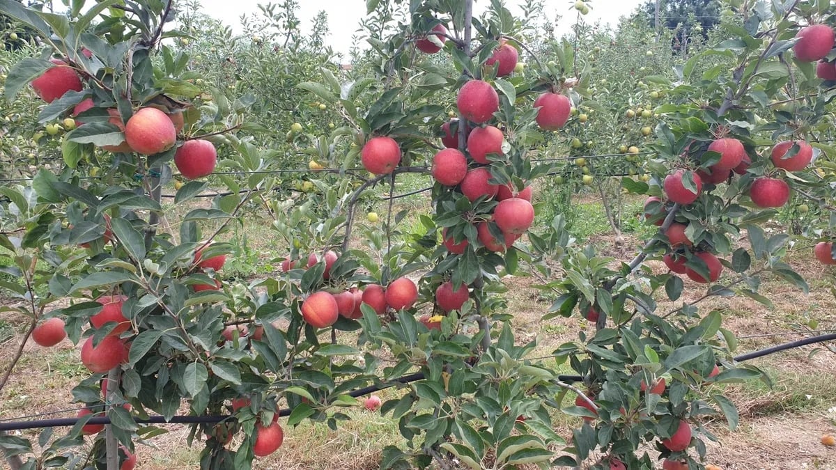 manzana-gala-cosechajpeg