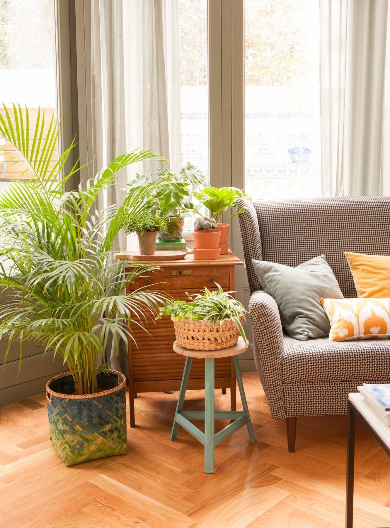 plantas