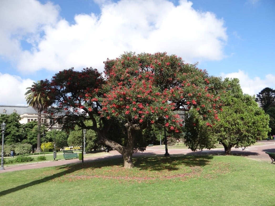 arbol-1-1
