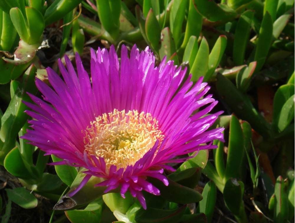 planta-una-gato-flor-rosa_180ecc8a_240202093602_1000x755