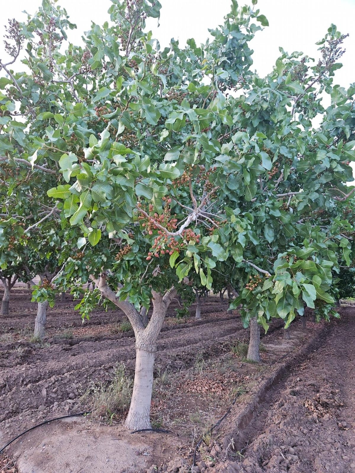 pistacho arboll