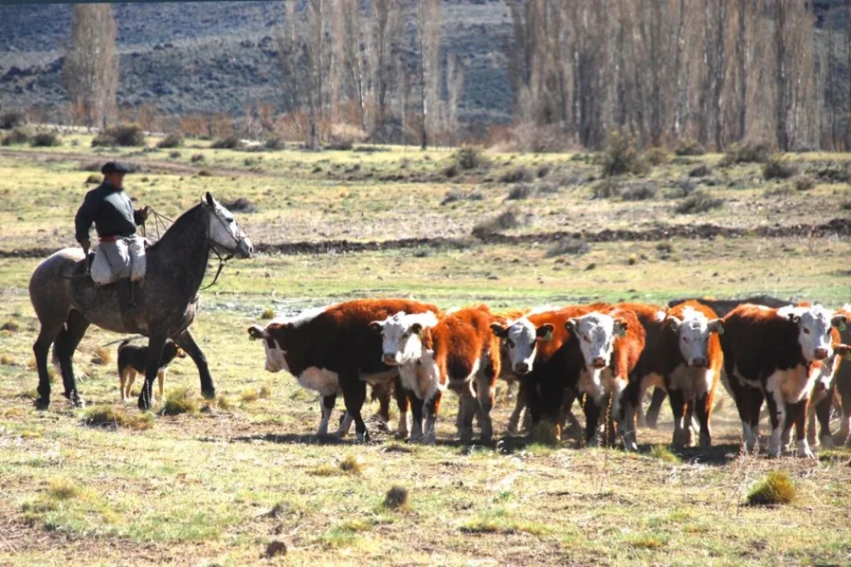 Crianza de ganado en la Corporación Interestadual Pulmarí Fuente (Neuquén Informa)