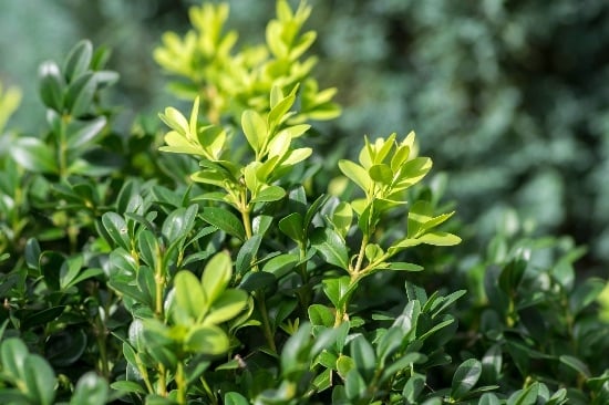 plantas1