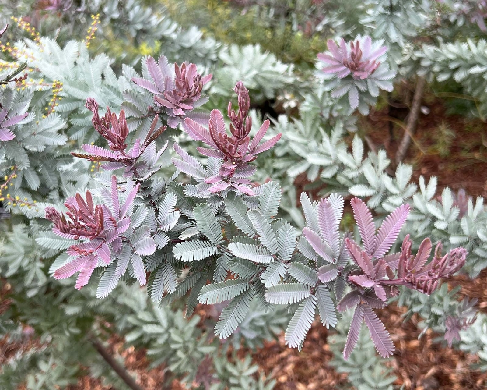 Acacia-Baileyana-Rubra fuente Vivero Las Brujas de Talagante