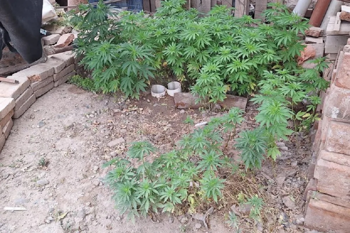 130 plantines de marihuana