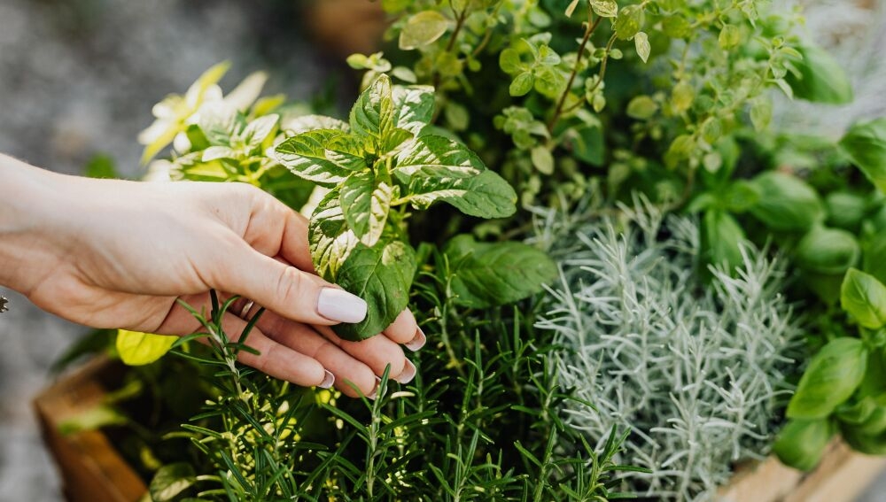 plantas1
