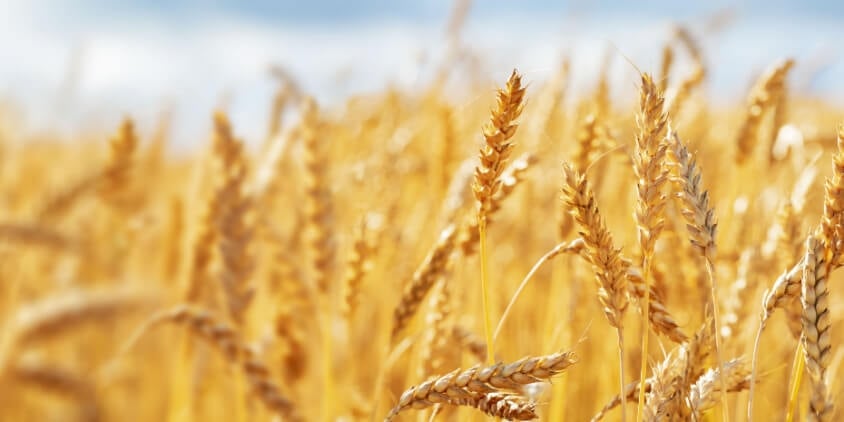 wheat-crop-field