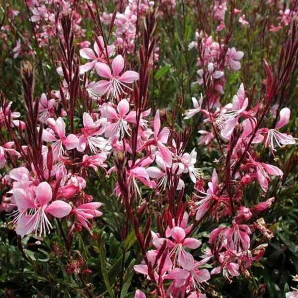 gaura-3l-5-d9ed263f5d679b6e0317273587483392-1024-1024