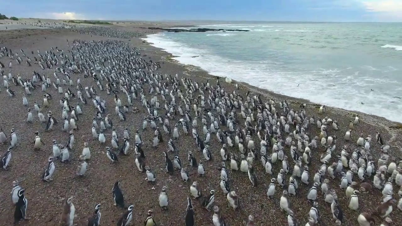 Punta Tombo
