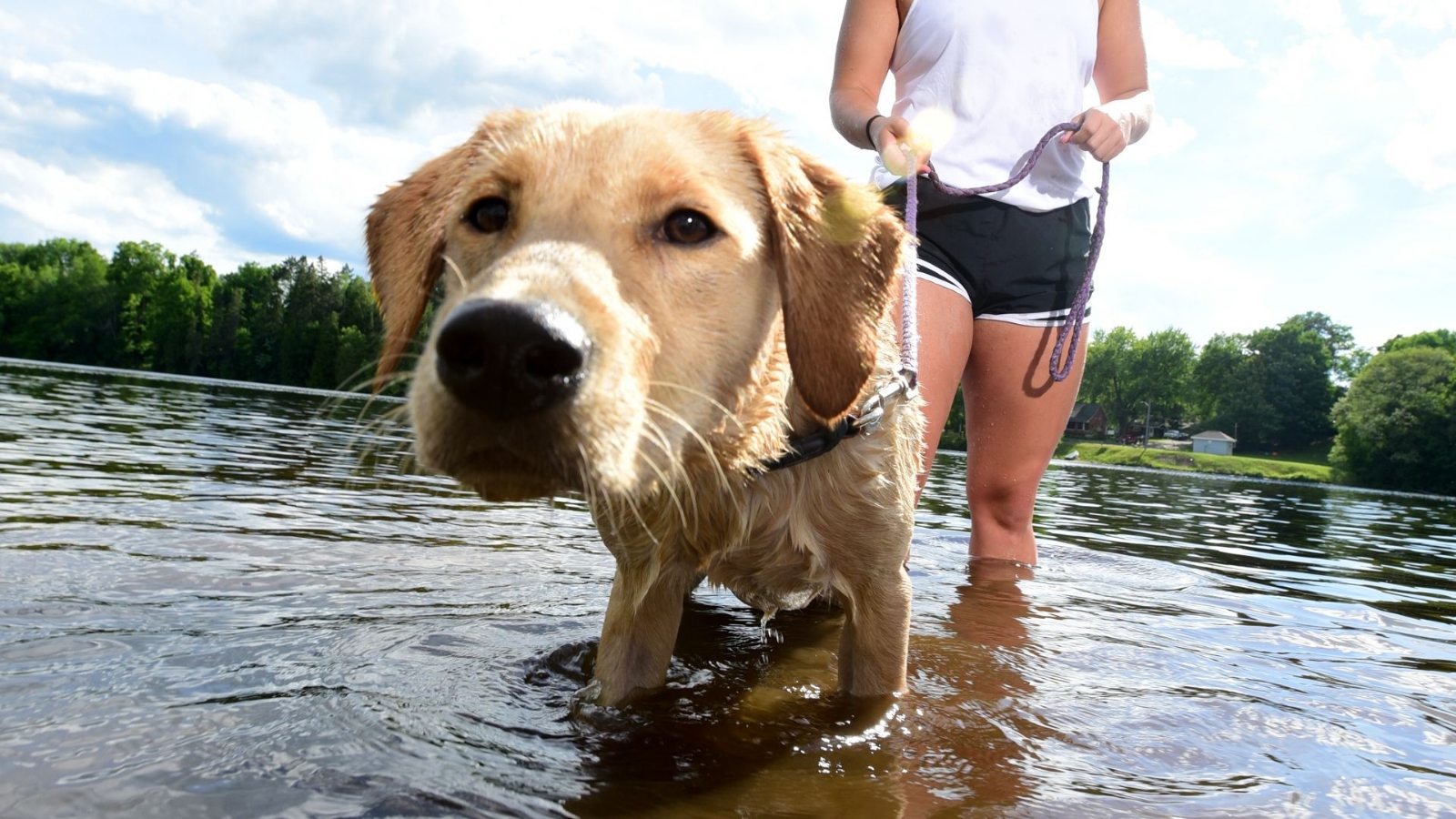 Habrá sectores habilitados para mascotas en los balnearios Fuente (X)