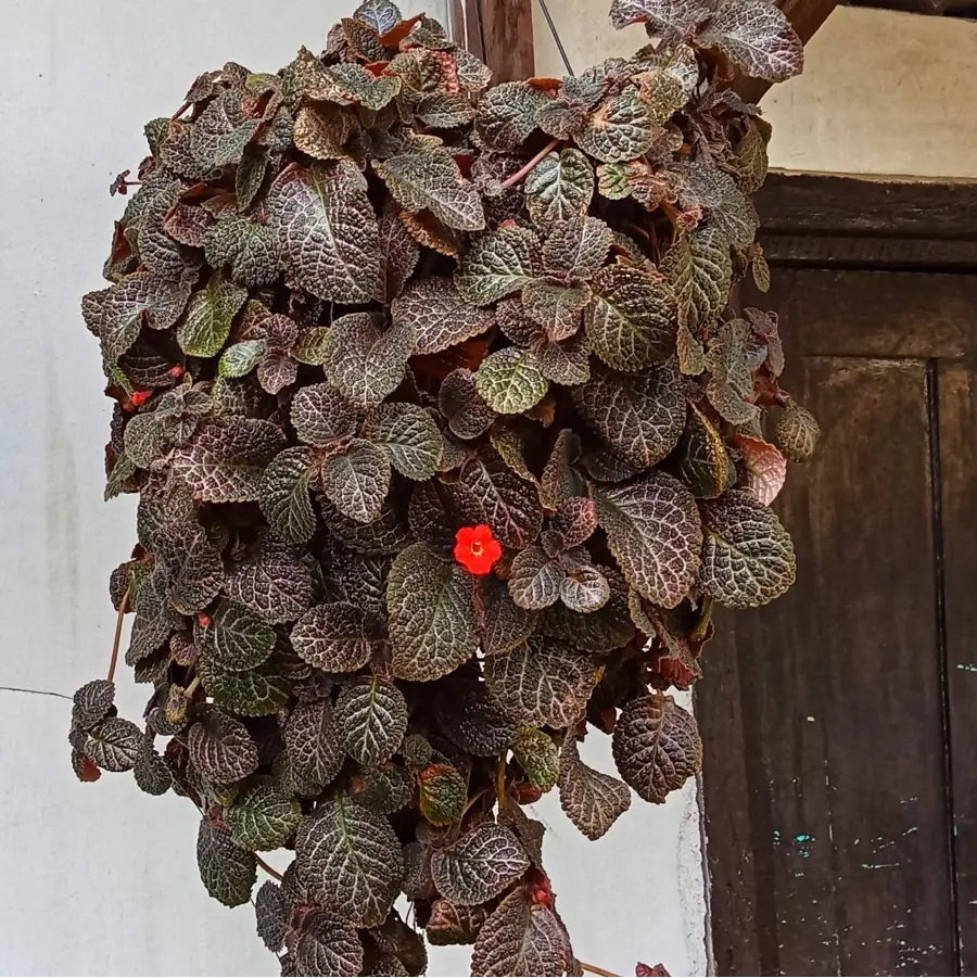 episcia