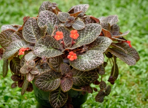 episcia 1