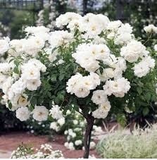 rosas
