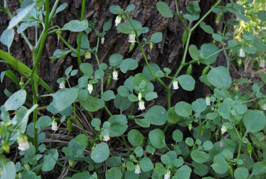 Salpichroa organifolia