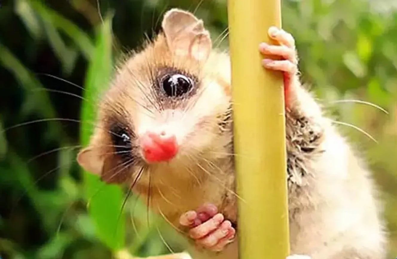 monito de monte face