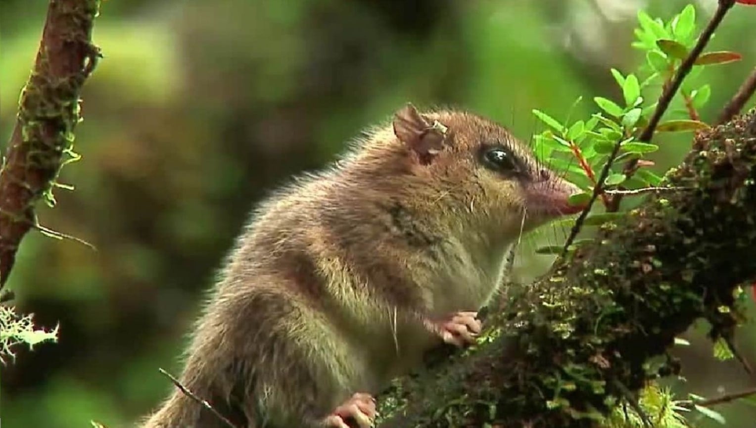 monito de monte minuto