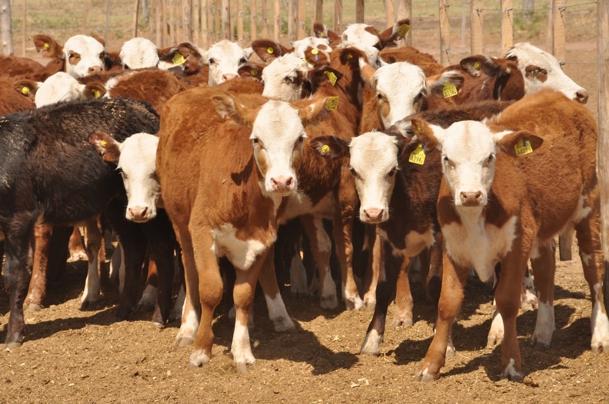 Vacas