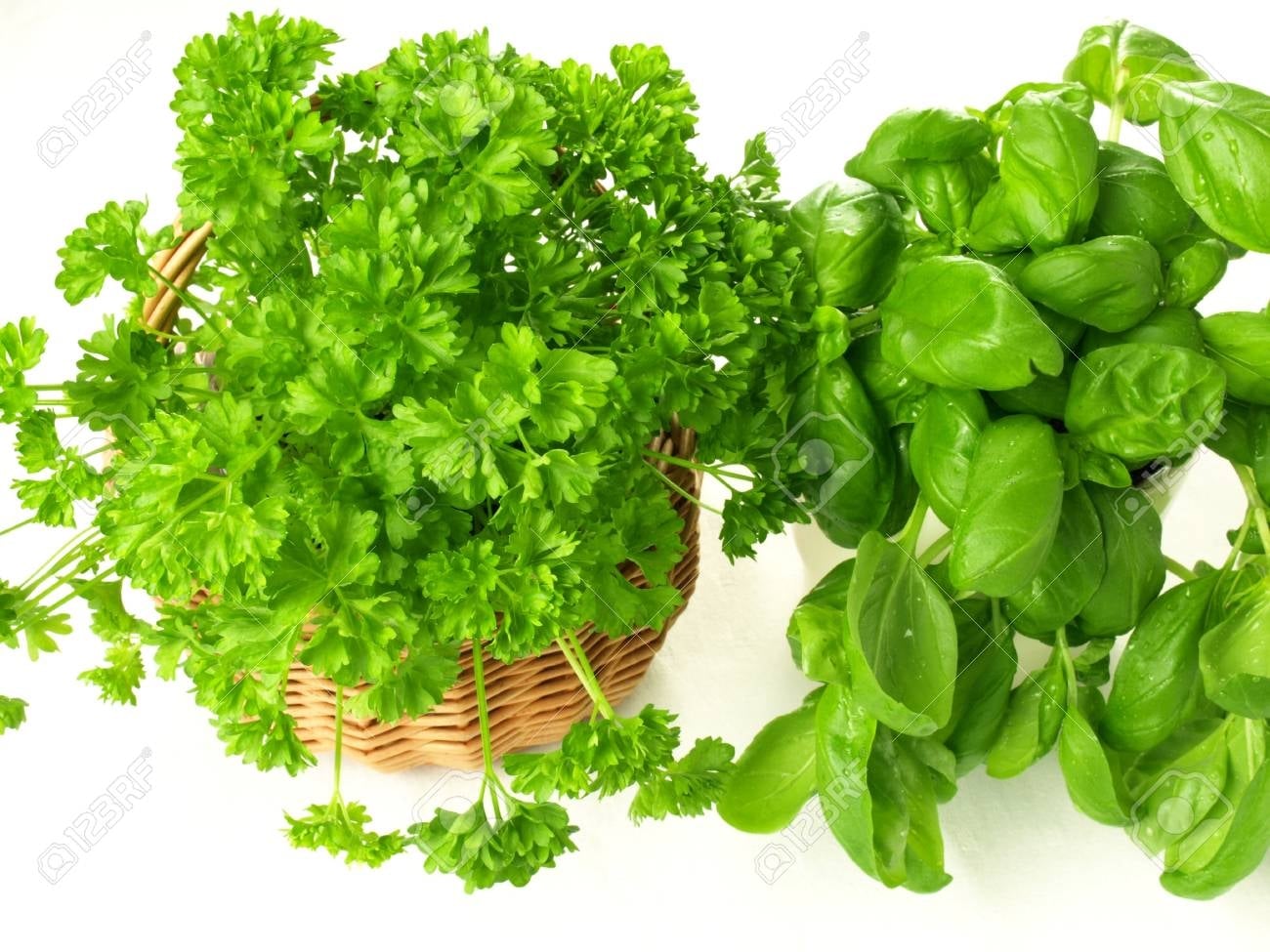 13150650-aromatic-bouquet-of-parsley-and-basil