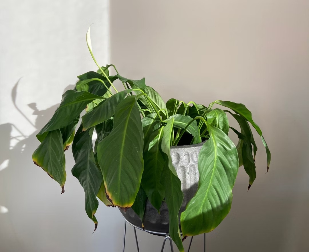 planta