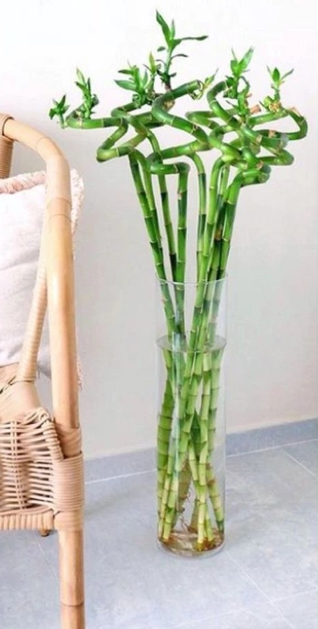bambue de la suerte