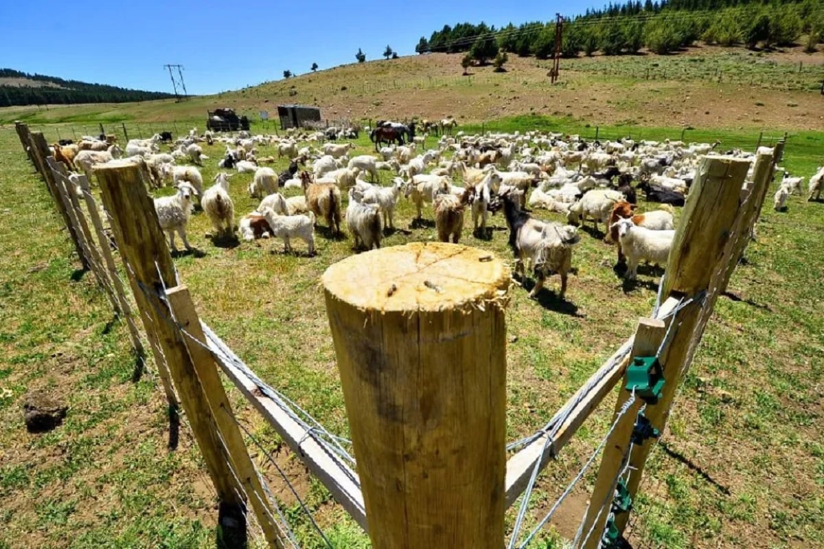 refugios ganaderos