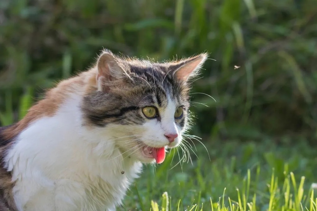 gato