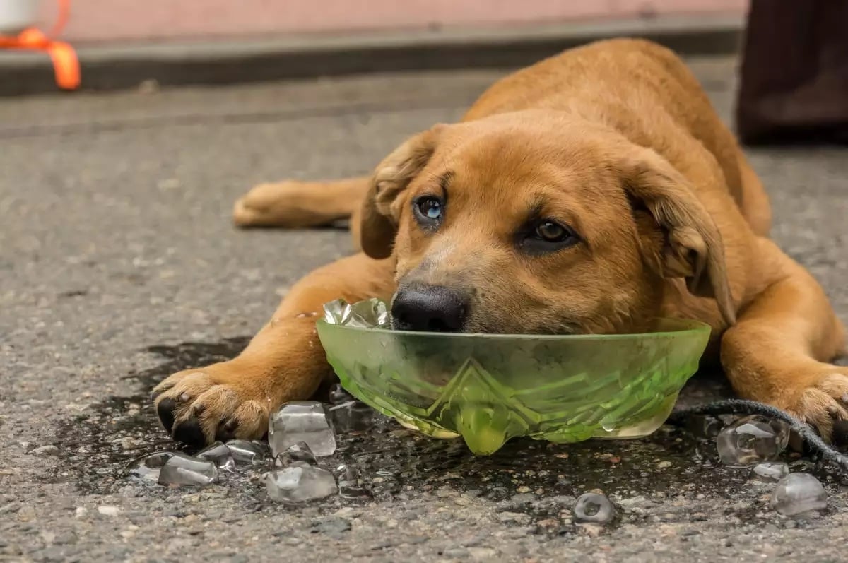 perro calor