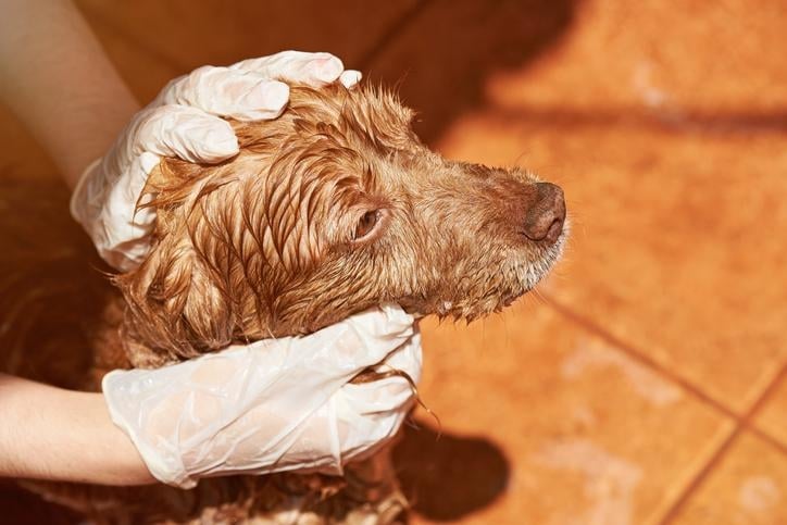 como_eliminar_las_pulgas_de_mi_perro_con_vinagre_23259_orig