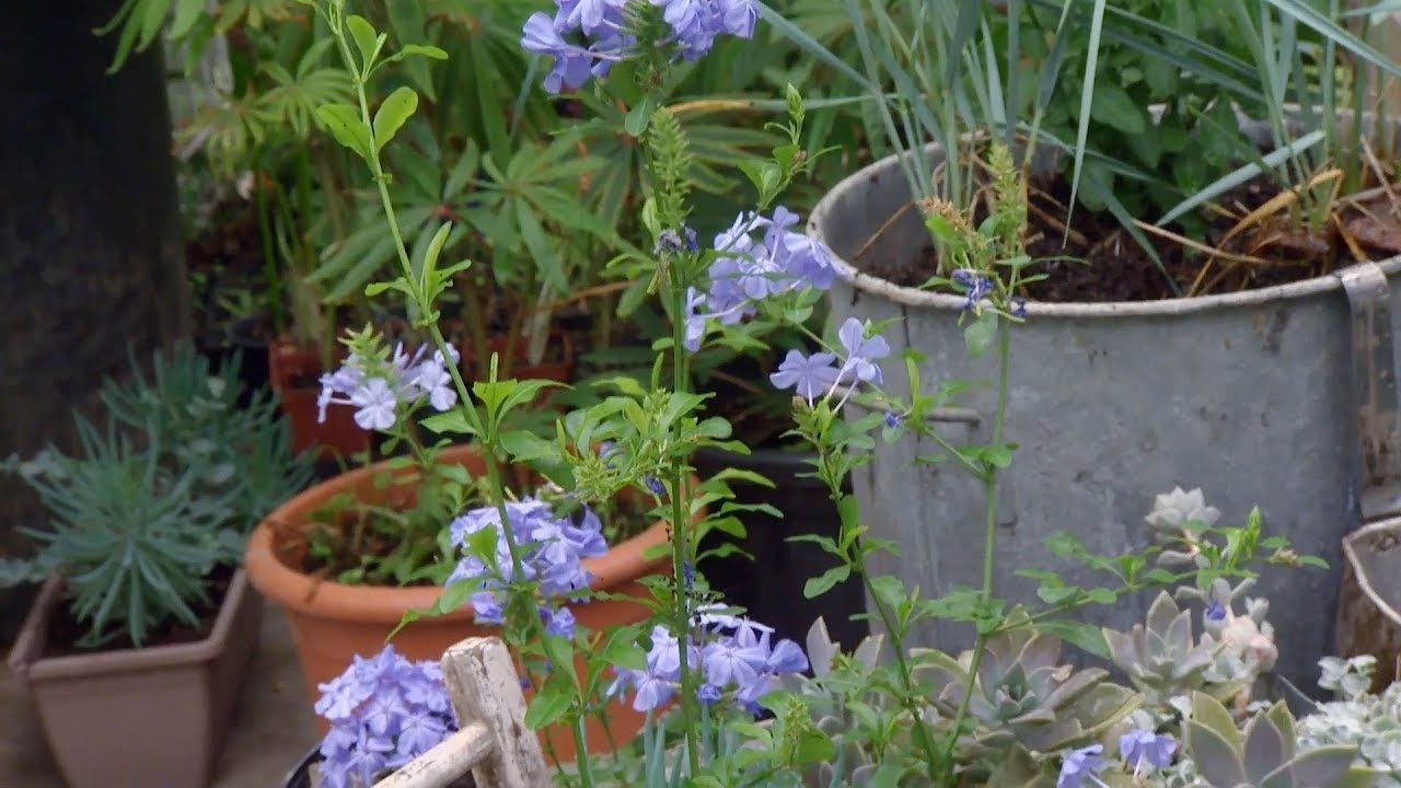 plantas3