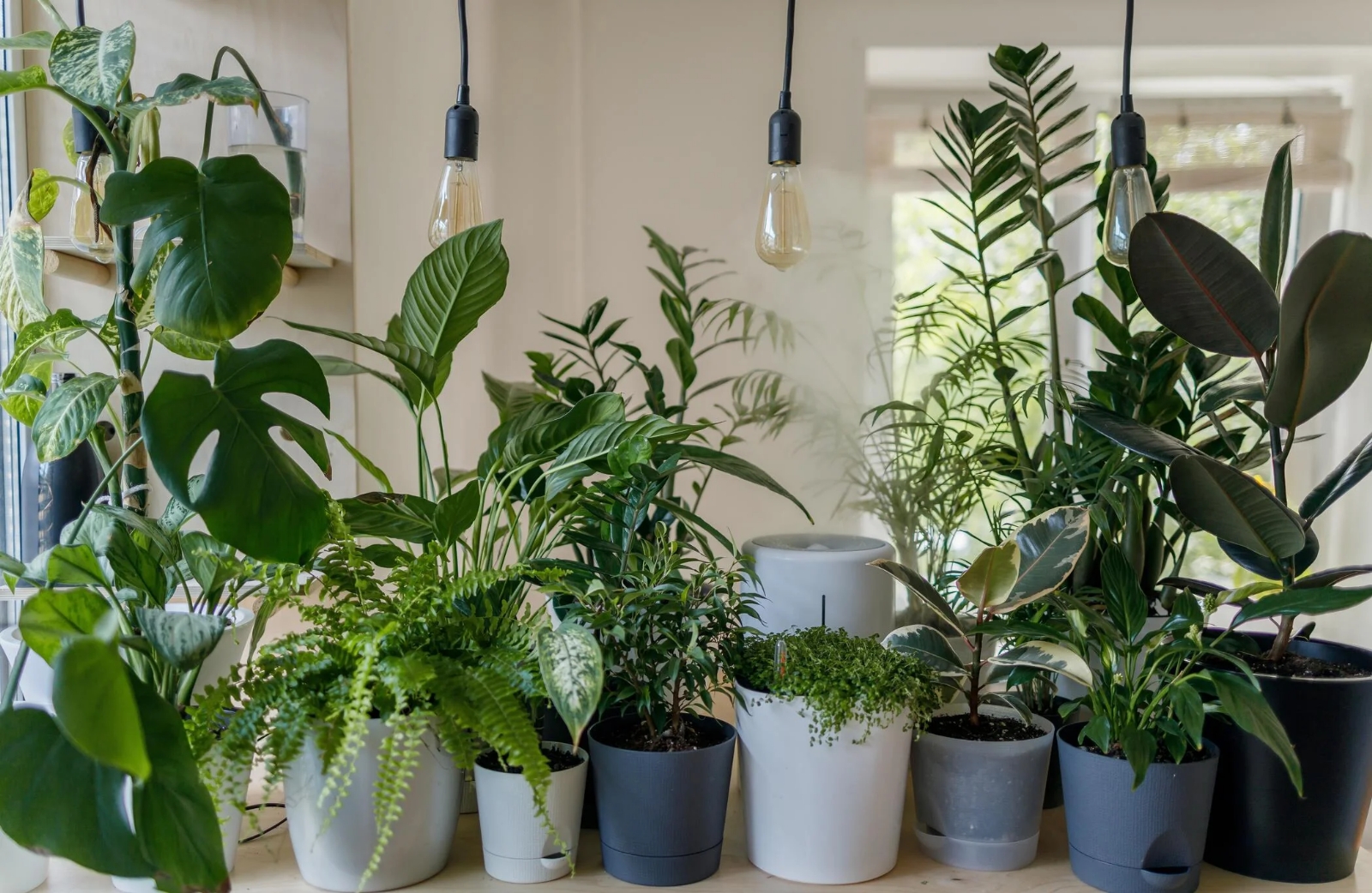 Plantas_de_interior