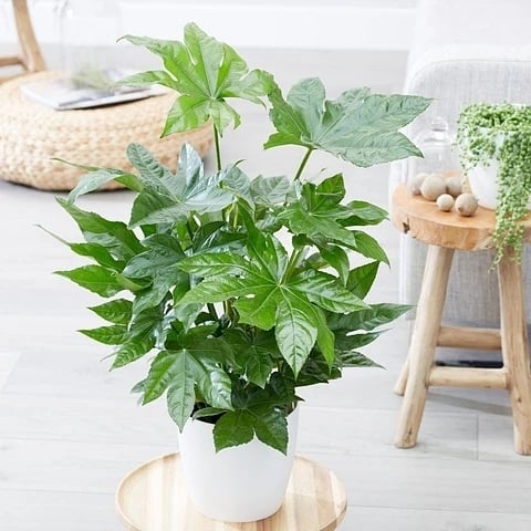 Planta 4
