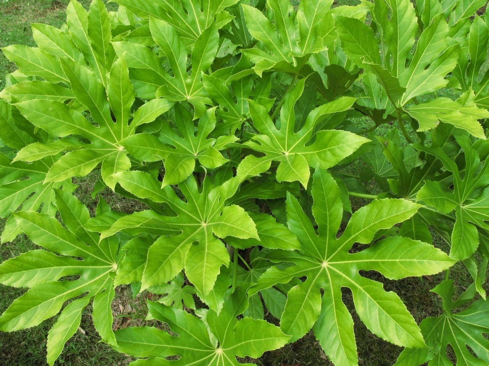 Planta
