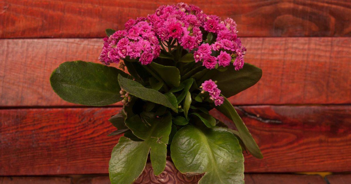 plantas3
