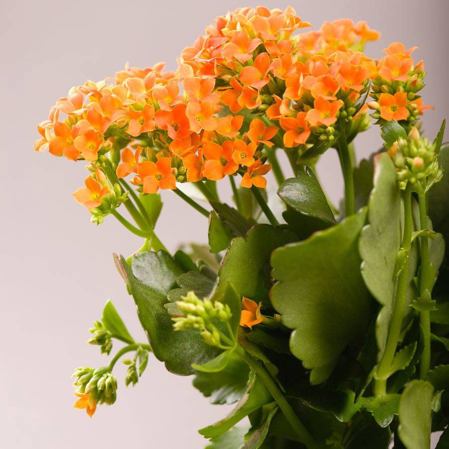 plantas1