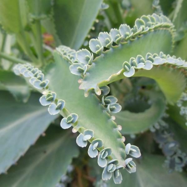 plantas2