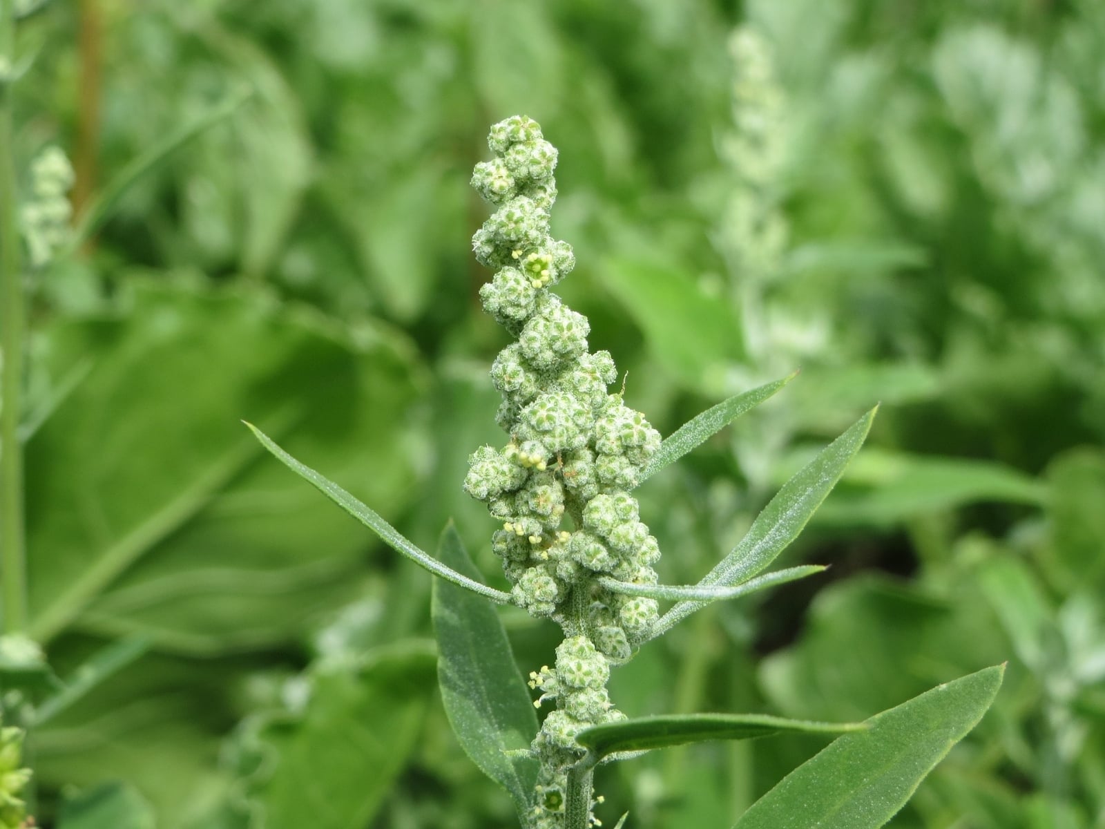 chenopodium-album-855494_1920