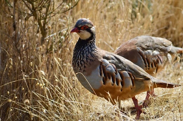partridge-6015856_640-1
