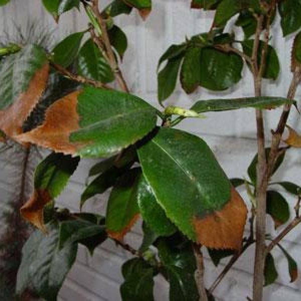 plantas2