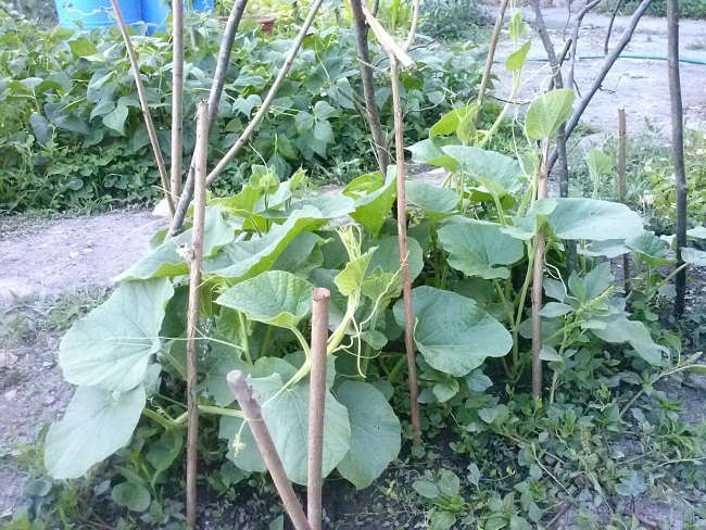 Planta 1
