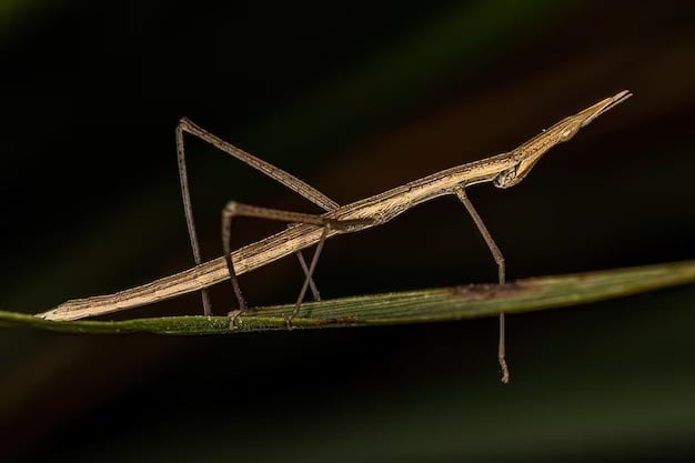 Insecto 1