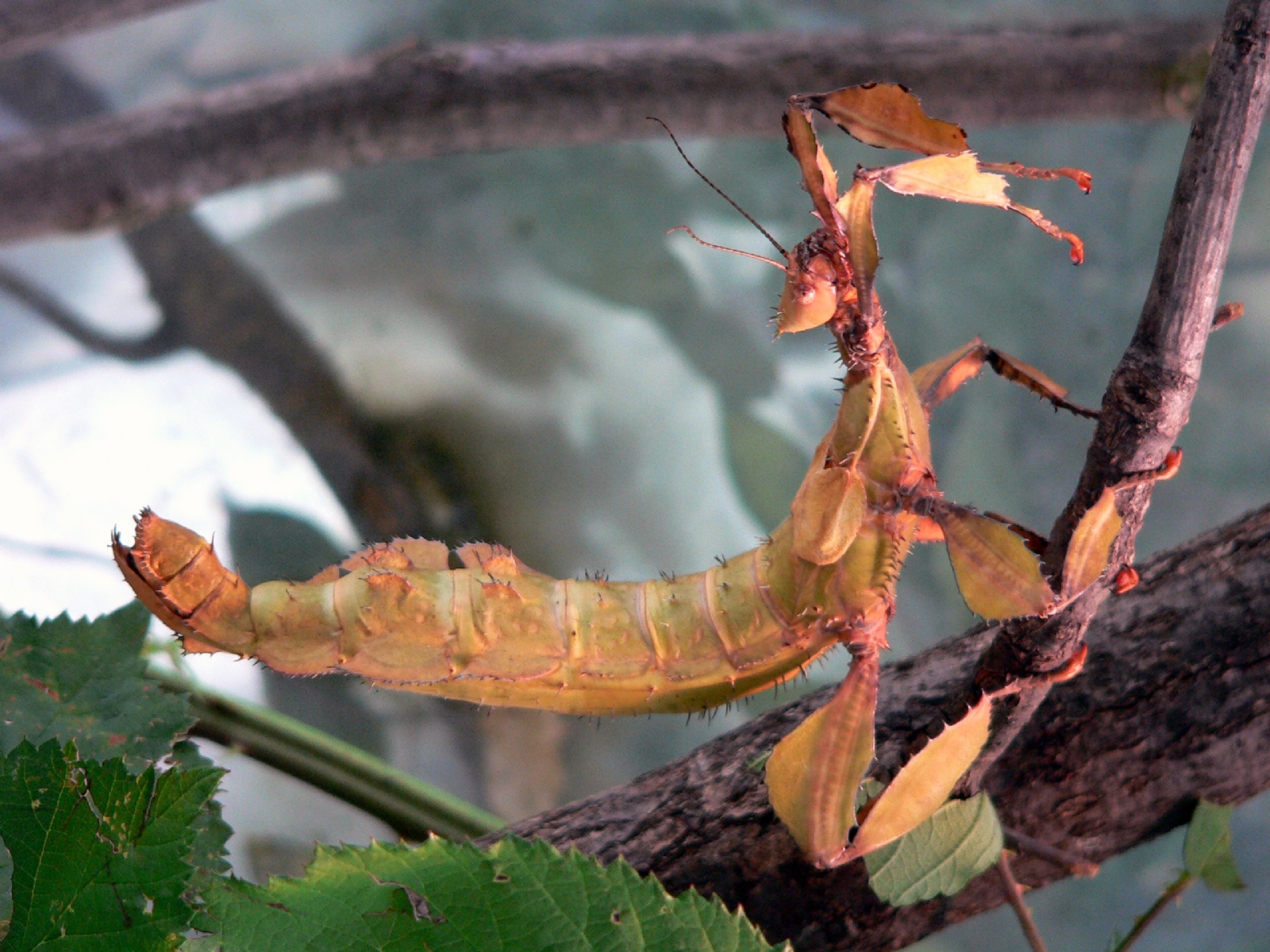 Insecto 2