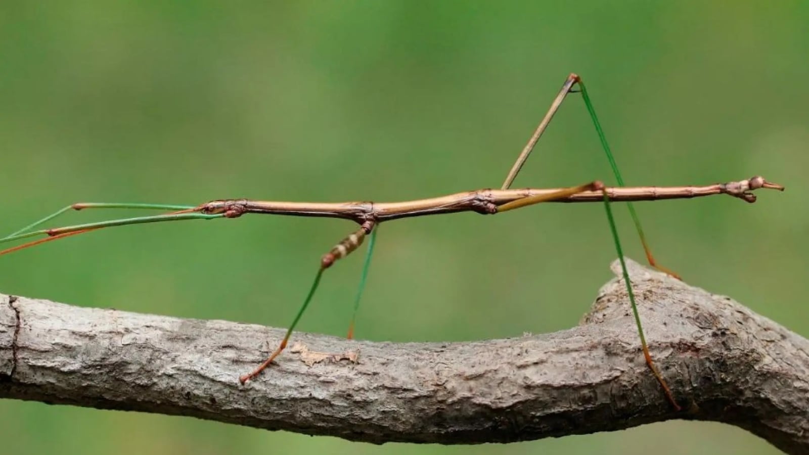 Insecto