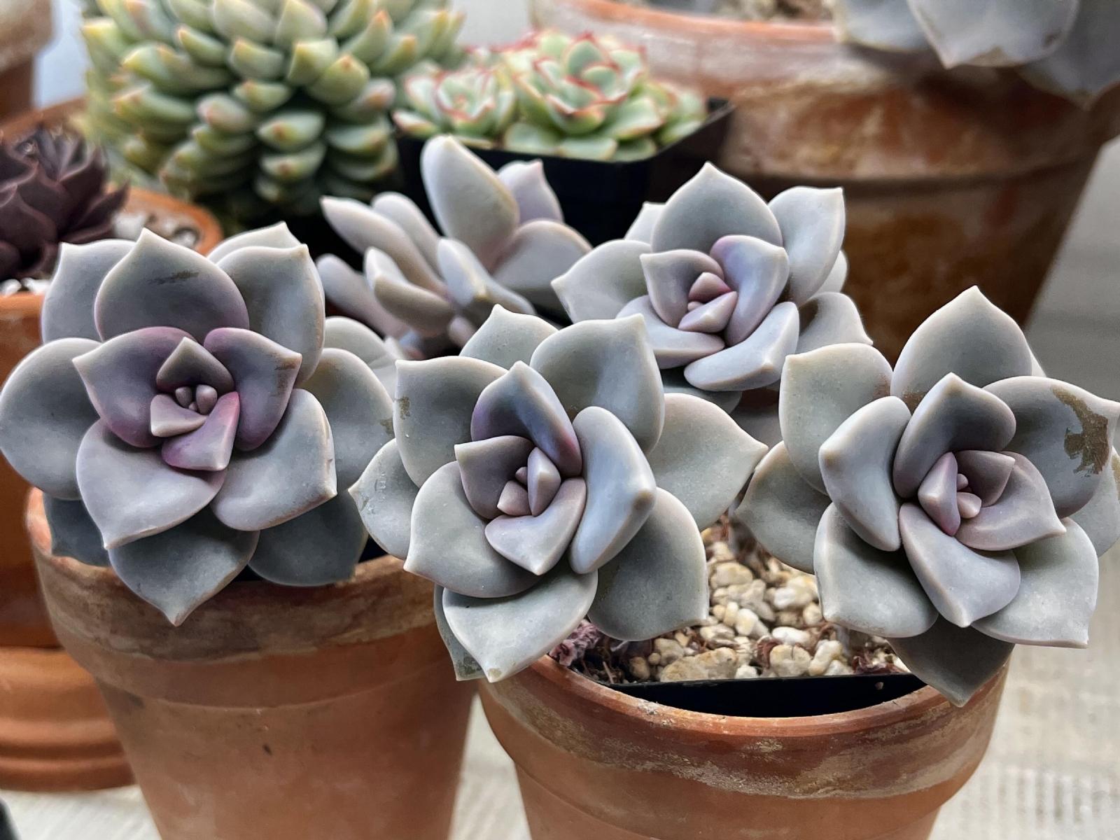 plantas1 Craptopetalum purple delight fuente Reddit