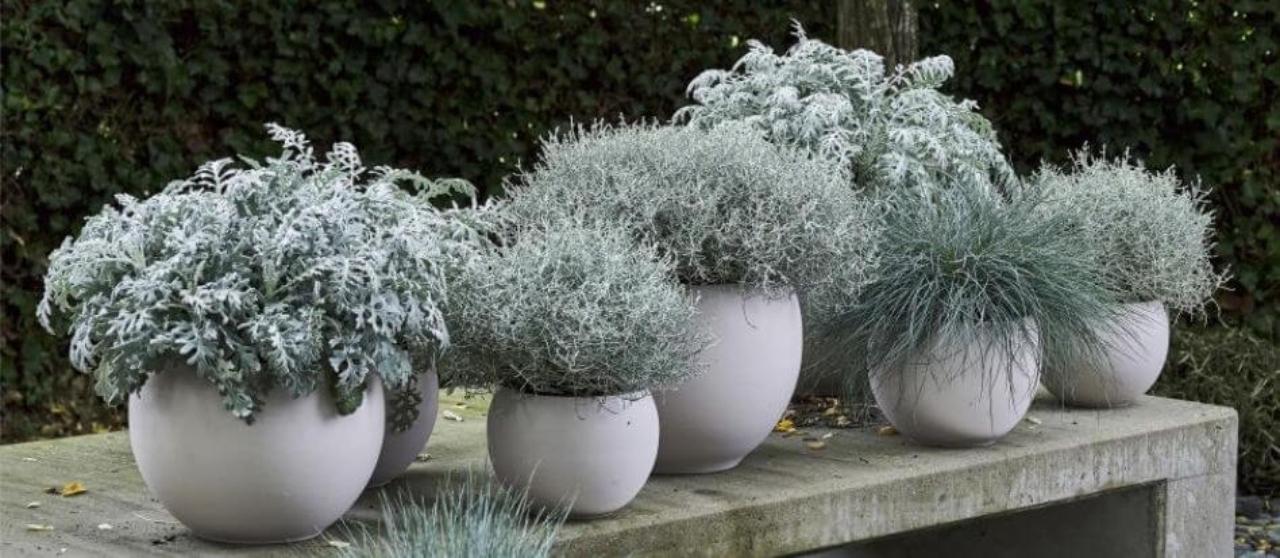 regalar-planta-de-color-gris(1)