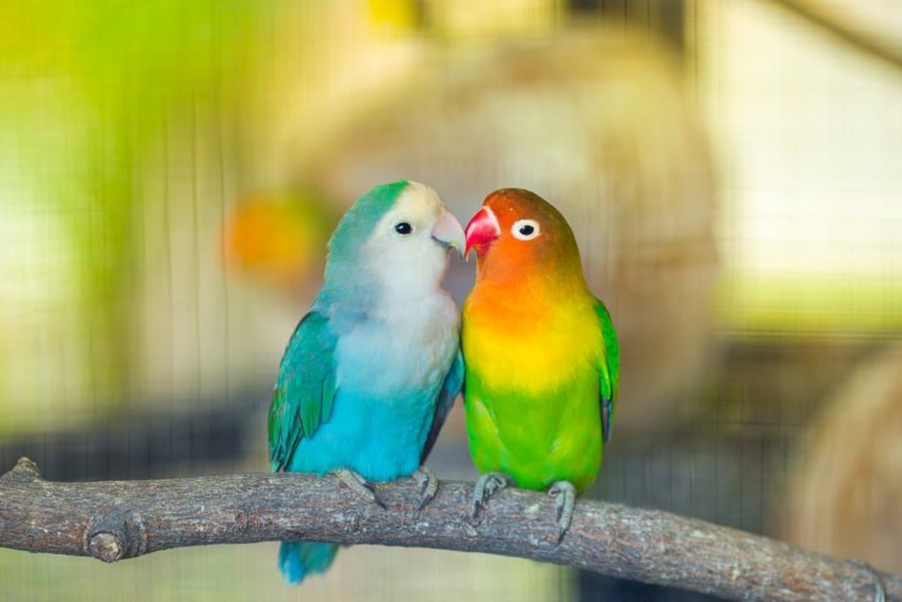 causas_de_muerte_de_los_inseparables_o_agapornis(1)
